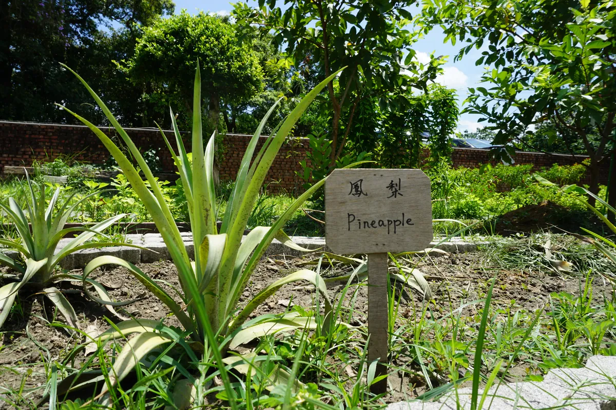 農場裡標示「鳳梨 Pineapple」的植栽